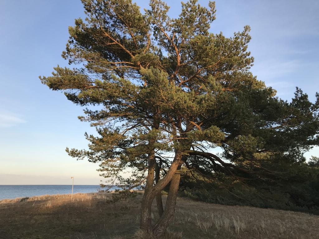 Zum Nordstrand Prerow Εξωτερικό φωτογραφία
