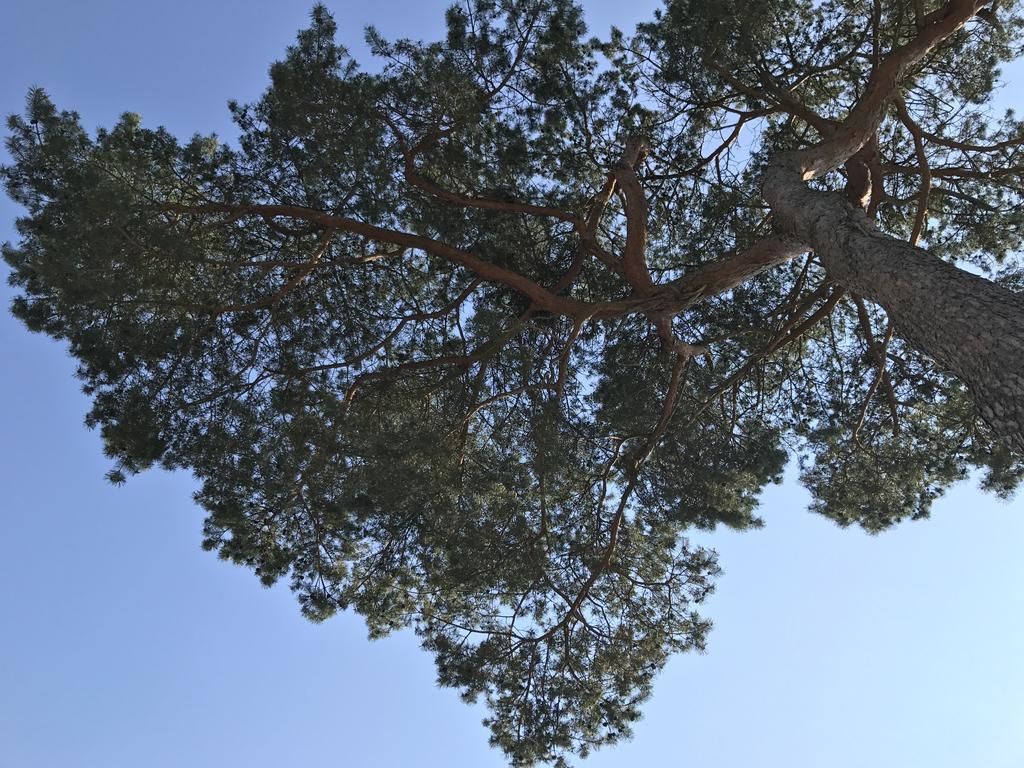 Zum Nordstrand Prerow Εξωτερικό φωτογραφία